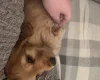 Cocker Spaniel (Show)