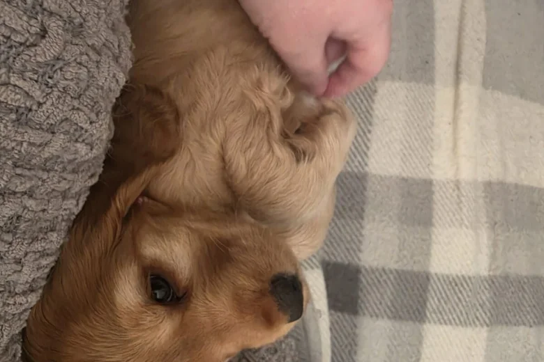 Cocker Spaniel (Show)