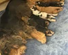 Cocker Spaniel (Show)