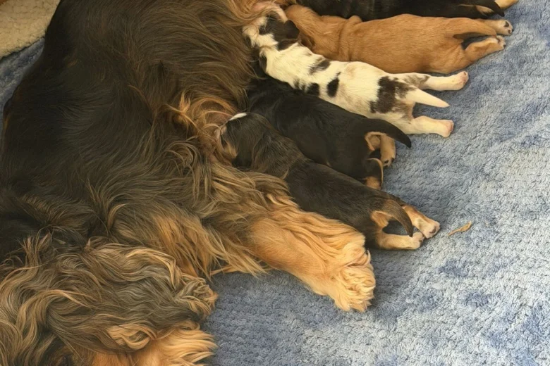 Cocker Spaniel (Show)