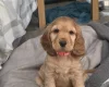 Cocker Spaniel (Show)