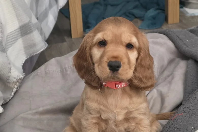 Cocker Spaniel (Show)