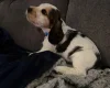 Cocker Spaniel (Show)