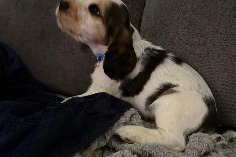 Cocker Spaniel (Show)