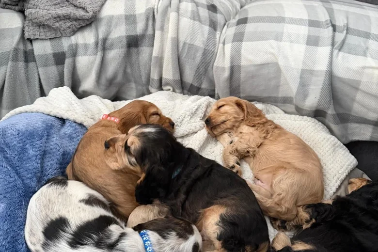 Cocker Spaniel (Show)