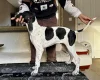 English Pointer