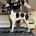 English Pointer