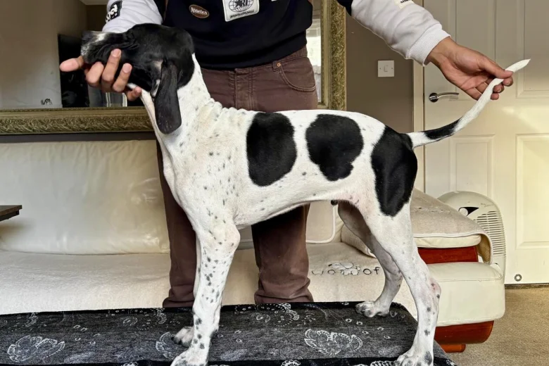 English Pointer