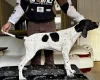 English Pointer