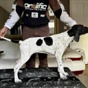 English Pointer