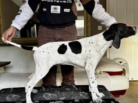English Pointer