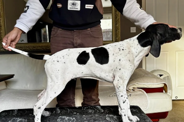 English Pointer