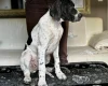 English Pointer