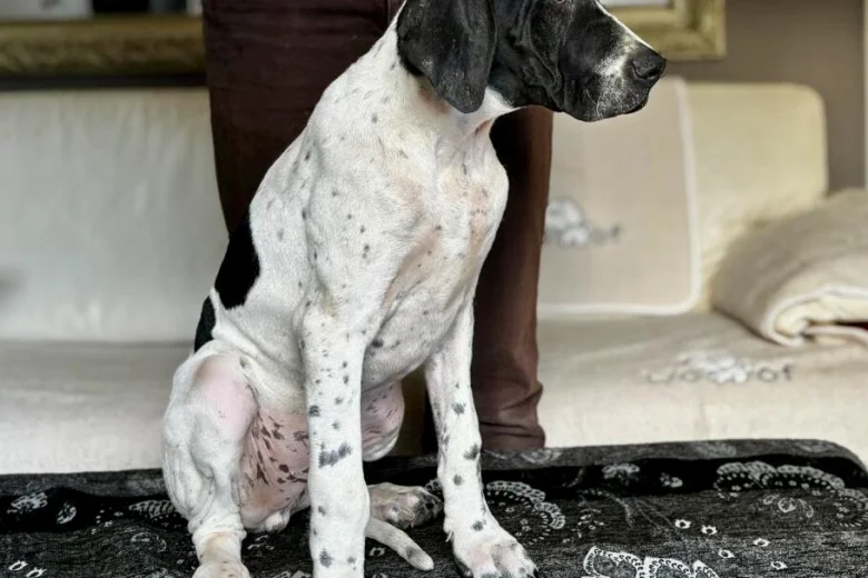 English Pointer