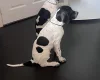 English Pointer
