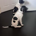 English Pointer