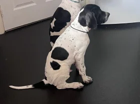 English Pointer