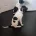 English Pointer
