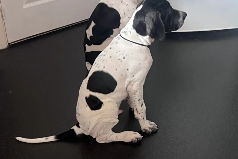 English Pointer