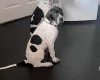 English Pointer