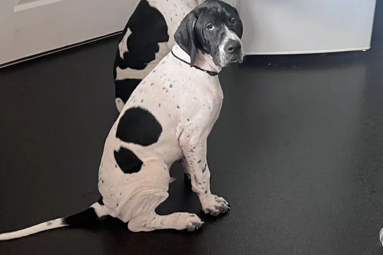 English Pointer