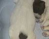 English Springer Spaniel