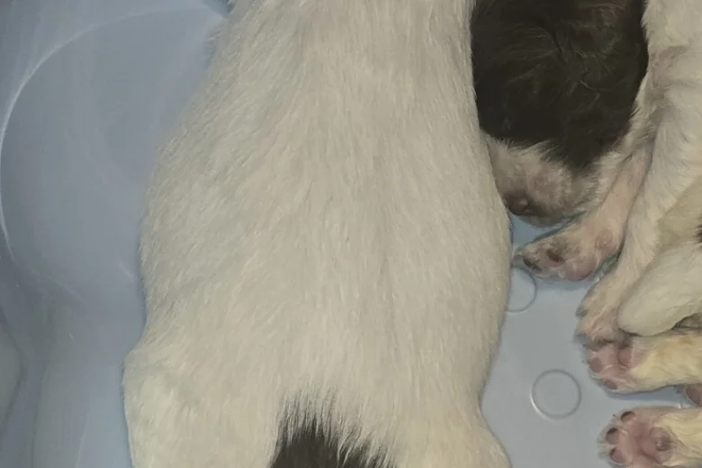 English Springer Spaniel