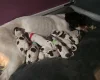 English Springer Spaniel