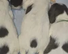 English Springer Spaniel
