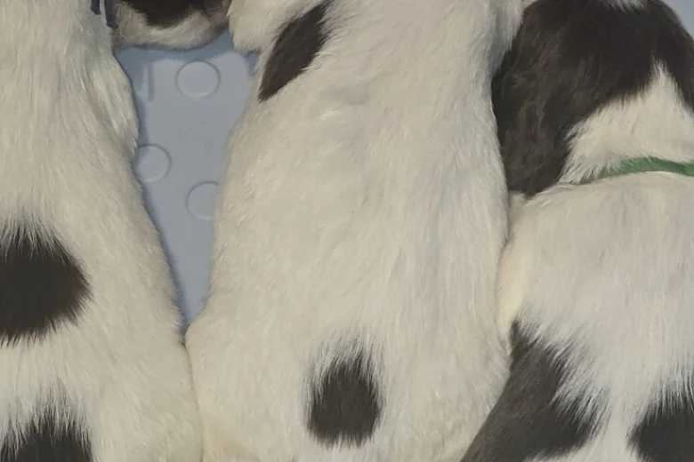 English Springer Spaniel