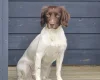 English Springer Spaniel
