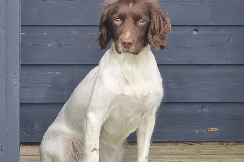 English Springer Spaniel