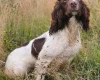 English Springer Spaniel