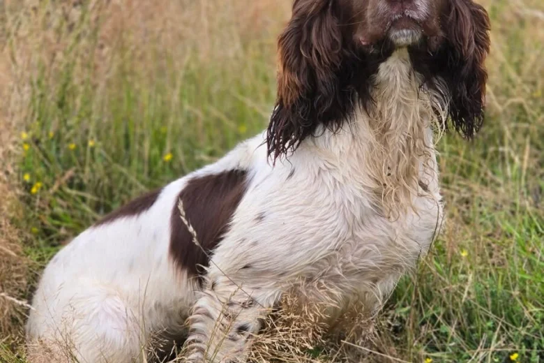 English Springer Spaniel