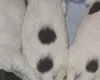 English Springer Spaniel