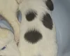 English Springer Spaniel