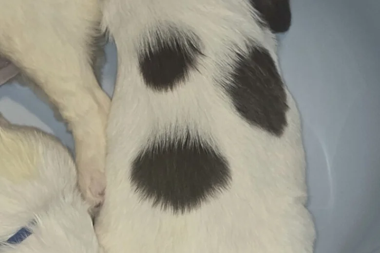 English Springer Spaniel