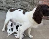 Mixed Breed