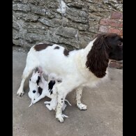 English Springer Spaniel