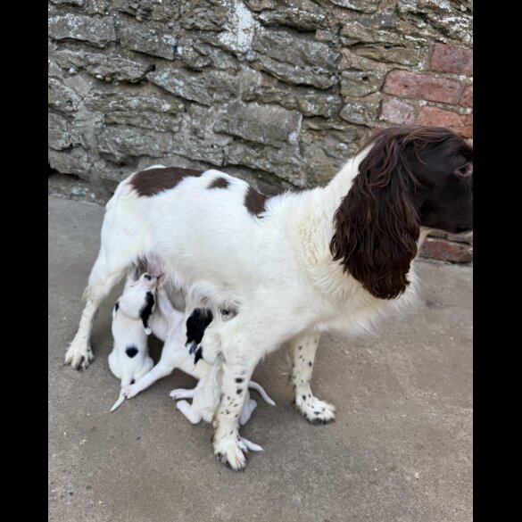 English Springer Spaniel
