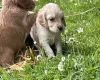 Cocker Spaniel (Working)