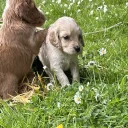 Cocker Spaniel (Working)