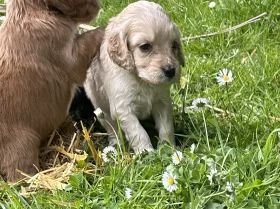 Cocker Spaniel (Working)