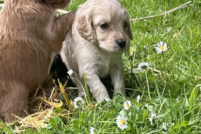 Cocker Spaniel (Working)