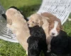 Cocker Spaniel (Working)