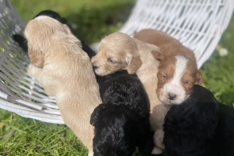 Cocker Spaniel (Working)