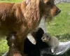 Cocker Spaniel (Working)