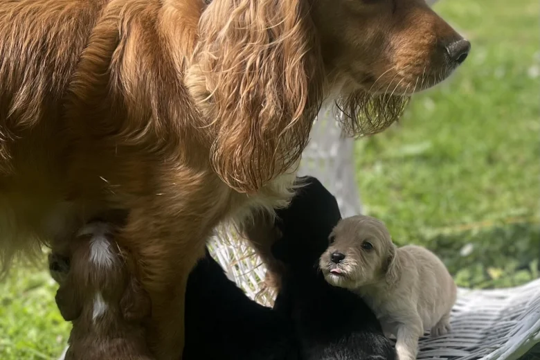 Cocker Spaniel (Working)