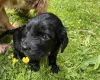 Cocker Spaniel (Working)