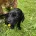 Cocker Spaniel (Working)